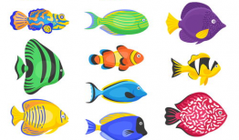 动漫 鱼,探寻鱼之世界的奇幻旅程